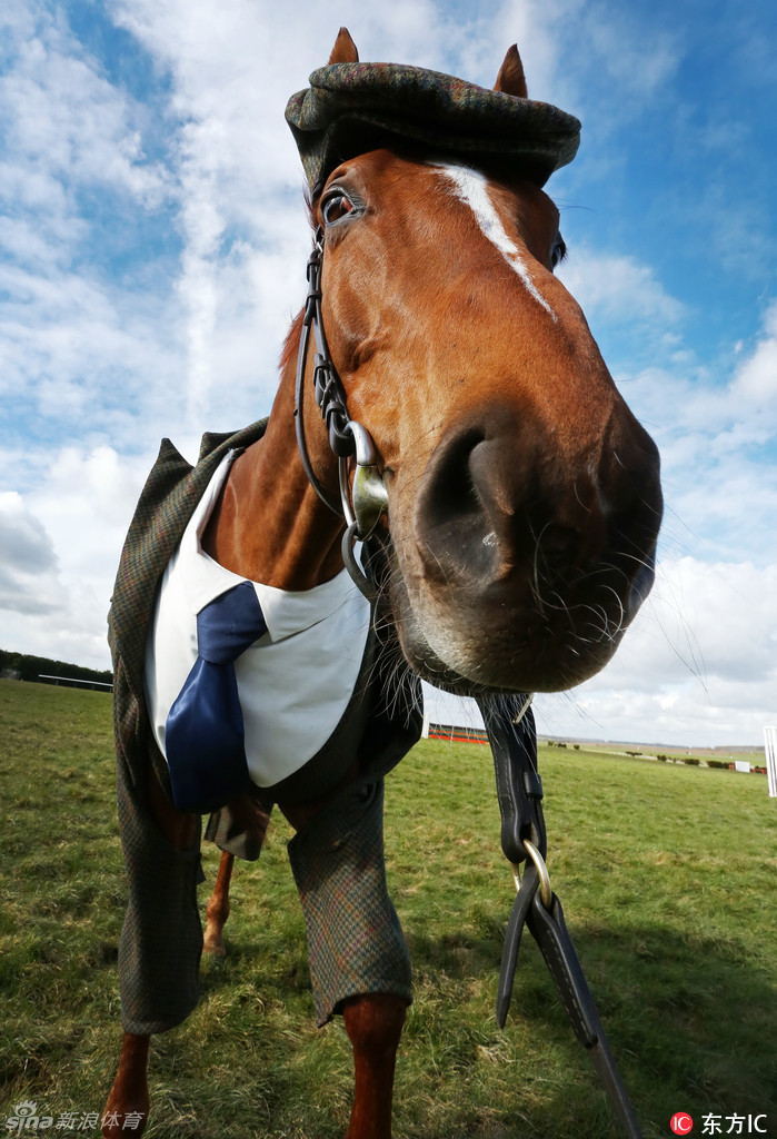 城会玩!给马儿穿西装萌炸了_高清图集_新浪网