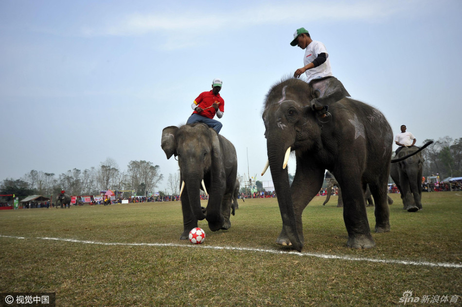 大象足球赛开战_高清图集_新浪网