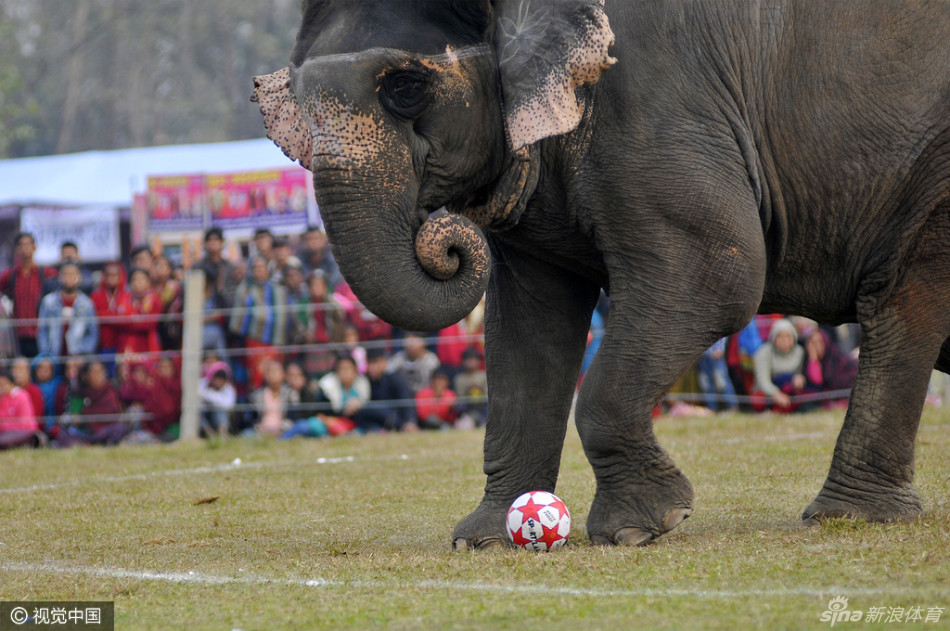 会玩!大象足球赛开战_高清图集_新浪网