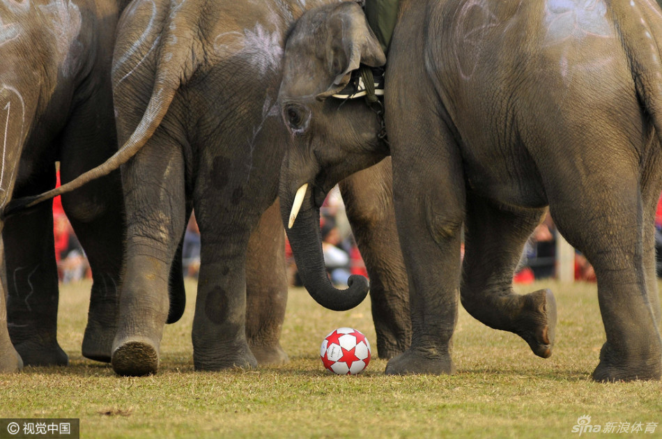 大象足球赛开战_高清图集_新浪网
