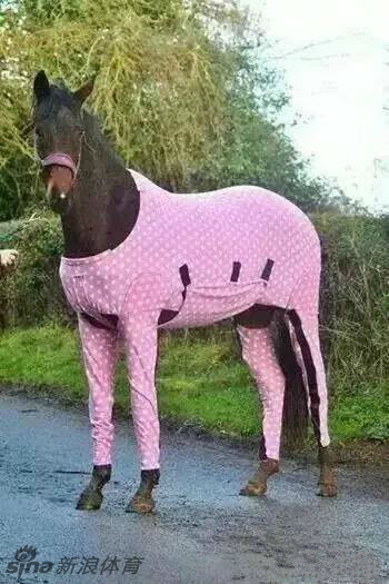 身穿花秋裤的马儿实在呆萌_高清图集_新浪网