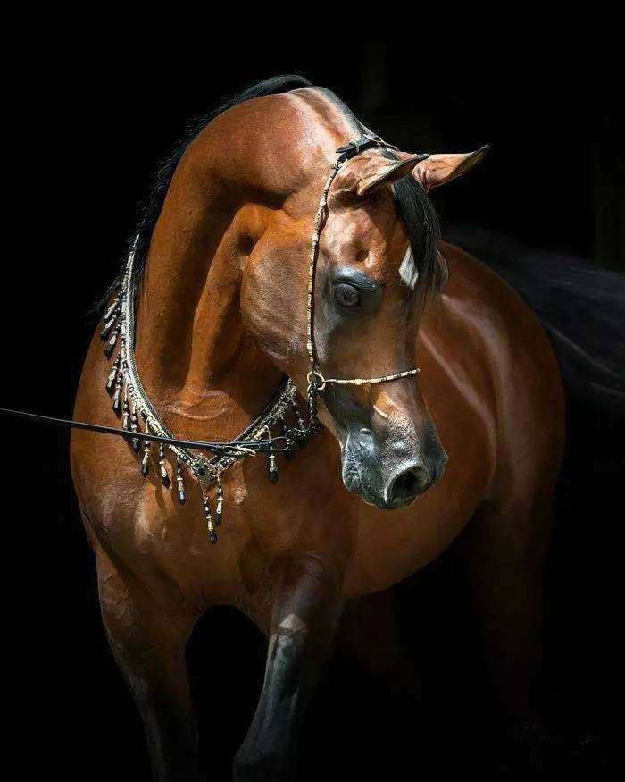 优雅至极马中贵族之阿拉伯马_高清图集_新浪网