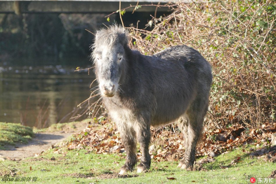 苏格兰矮马田园漫步萌萌哒_高清图集_新浪网