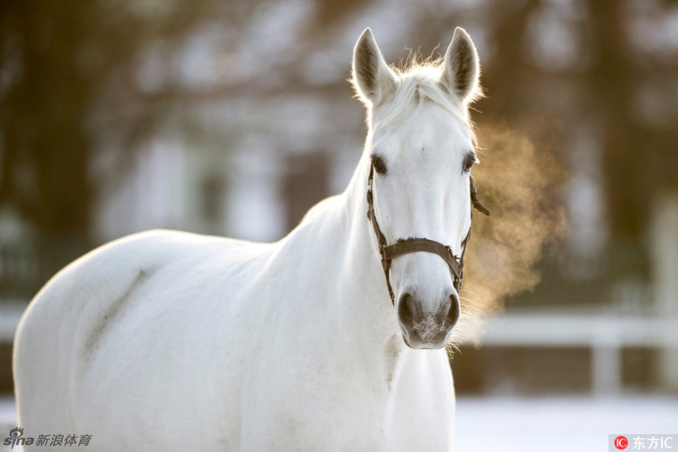 浑然天成之雪地上白马漫步_高清图集_新浪网