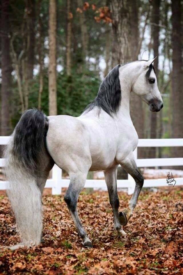 那些莫名戳"萌点"的可爱马儿_高清图集_新浪网