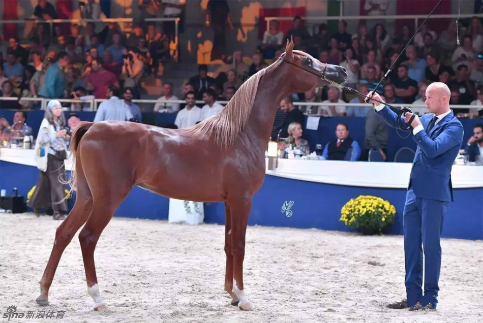 美中之最!阿拉伯马选美盛况_高清图集_新浪网