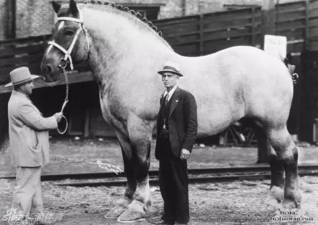 雄壮比利时驮马_高清图集_新浪网