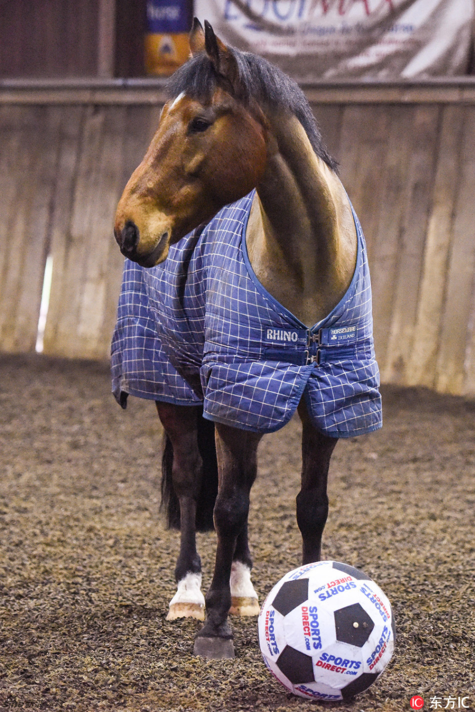 马中c罗!英国警马会踢球_高清图集_新浪网