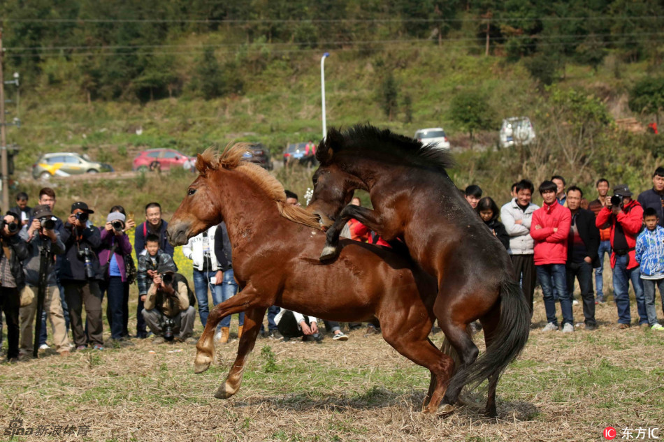 两马相斗场面激烈火爆_高清图集_新浪网