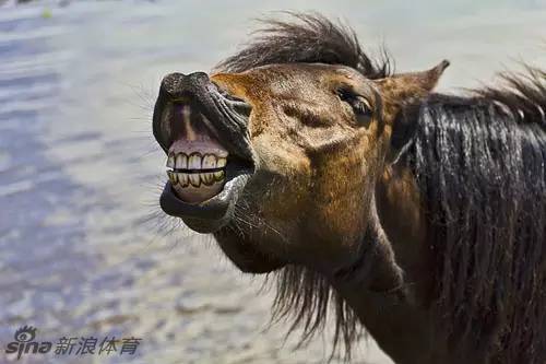 爱笑的马儿运气不会太差_高清图集_新浪网