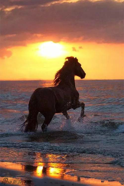 千姿百态骏马美得令人心醉_高清图集_新浪网