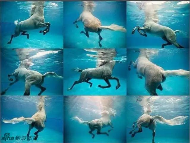 水下实拍马儿游泳姿势帅爆_高清图集_新浪网