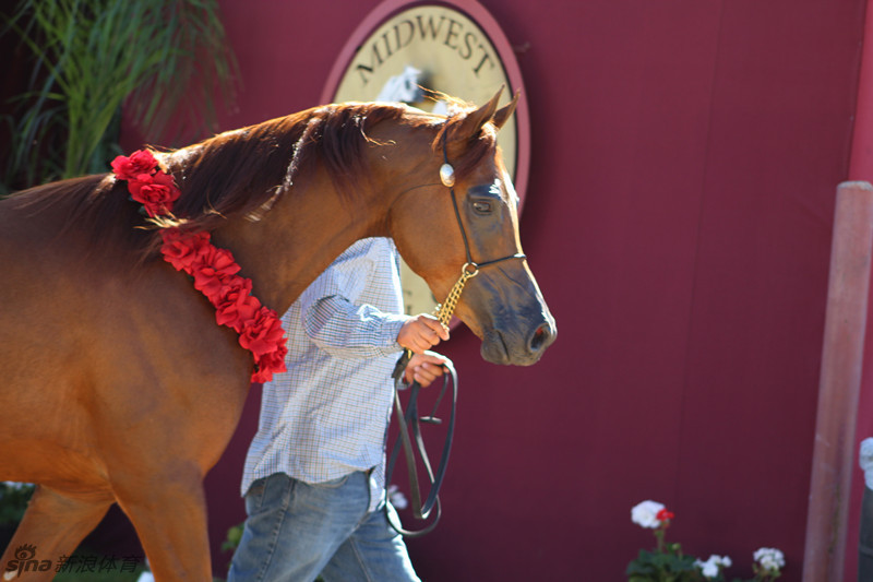 中国红点亮阿拉伯马界超级碗_高清图集_新浪网