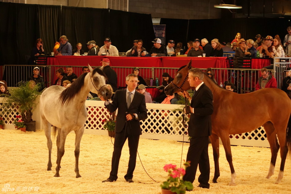 中国马团现身马展助威瑞雅达