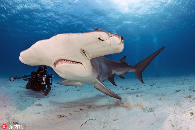 潜水员大胆喂食利齿锤头鲨与之亲密接触