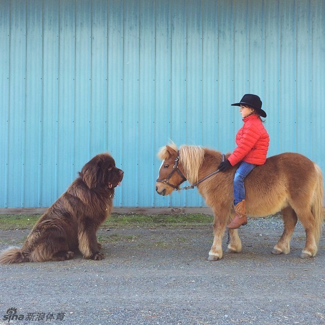 萌犬马儿小正太一家_高清图集_新浪网