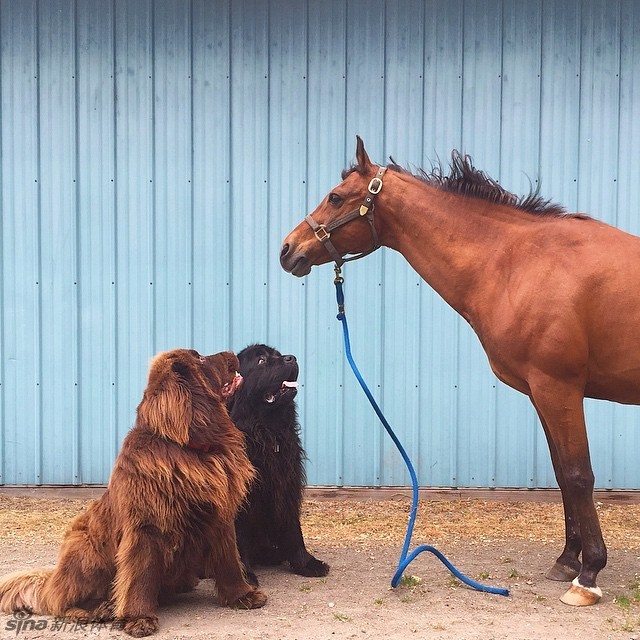 太有爱!萌犬马儿小正太一家_高清图集_新浪网