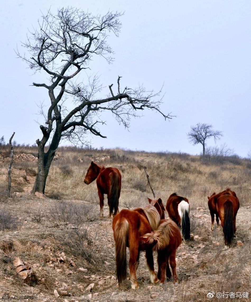 野马成群!依旧嘶鸣双凤山_高清图集_新浪网