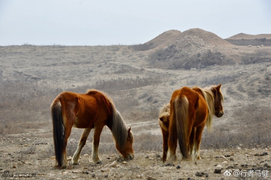 野马成群!依旧嘶鸣双凤山_高清图集_新浪网