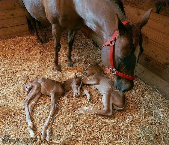 双胞胎马儿相亲相爱萌化了_高清图集_新浪网