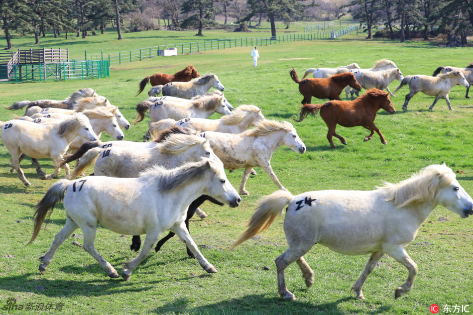 济州牧草青青 马儿奔跑好欢快_高清图集_新浪网