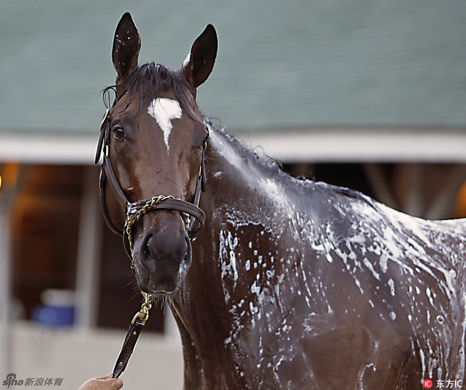 马儿出浴!肯塔基赛马前备战_高清图集_新浪网