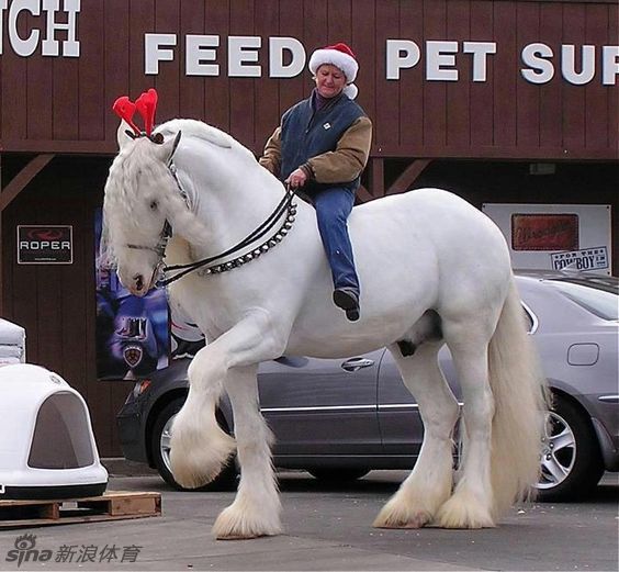 高大憨萌的夏尔马 你会爱上它_高清图集_新浪网
