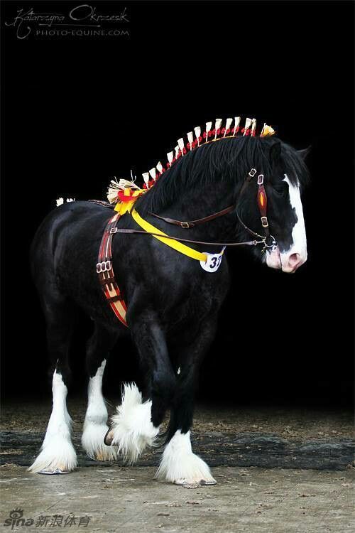 高大憨萌的夏尔马 你会爱上它_高清图集_新浪网