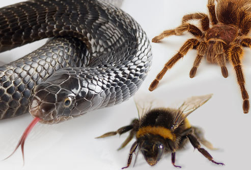 是最常见的恐惧症.患病者常常对某种动物格外恐惧.