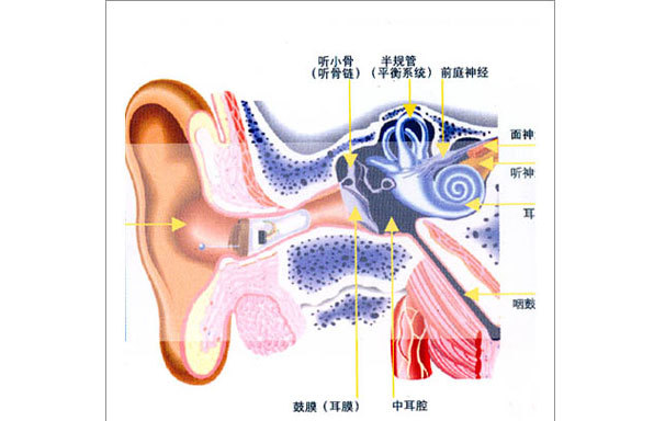 耳朵结构图