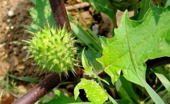 警惕:室内种这几种植物易让你得癌