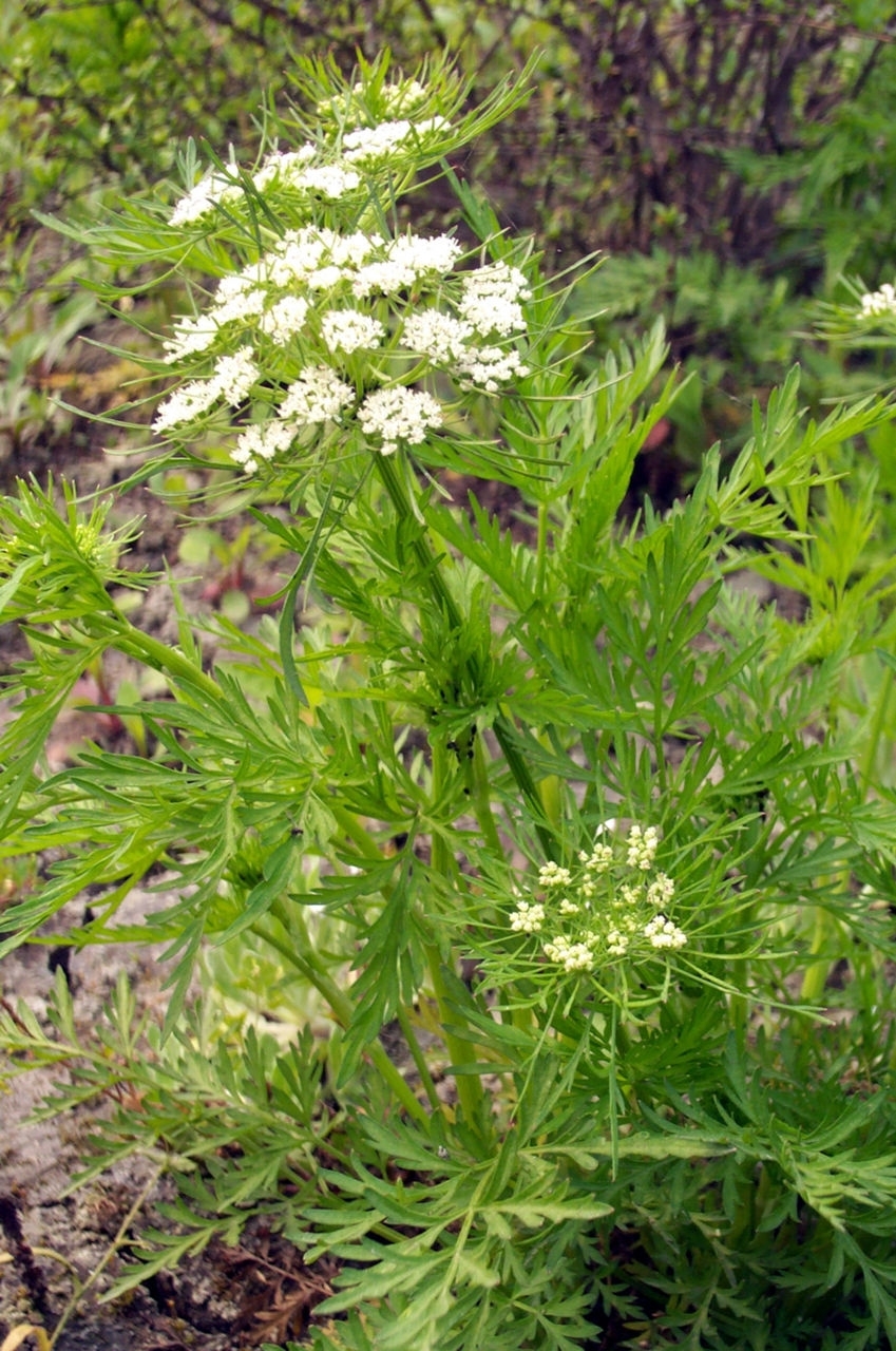 老公银 又名叫蛇床子,野胡罗卜.