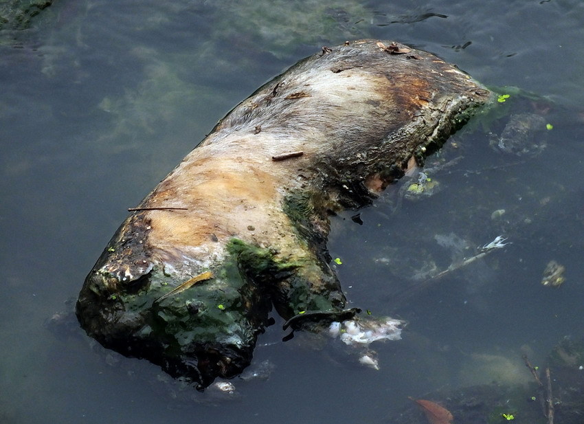 部分已经高度腐烂散发着阵阵恶臭