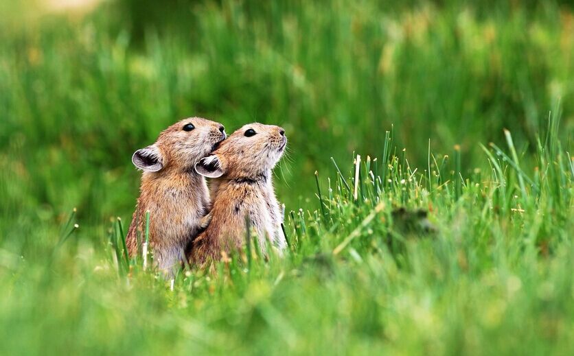 神农架发现神秘鼠兔:外形呆萌像兔又像鼠