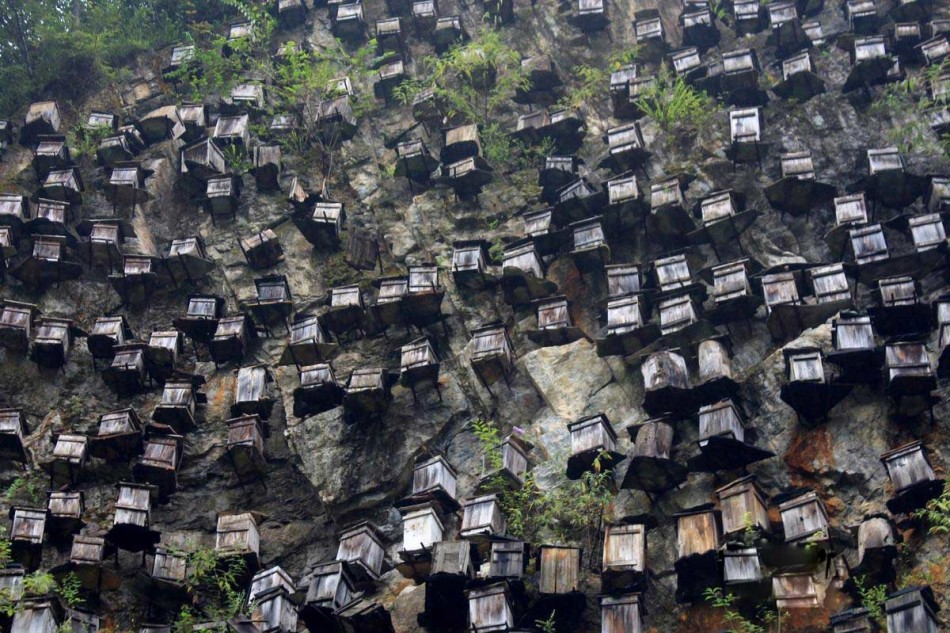 神农架一处绝壁"长"数百蜂箱