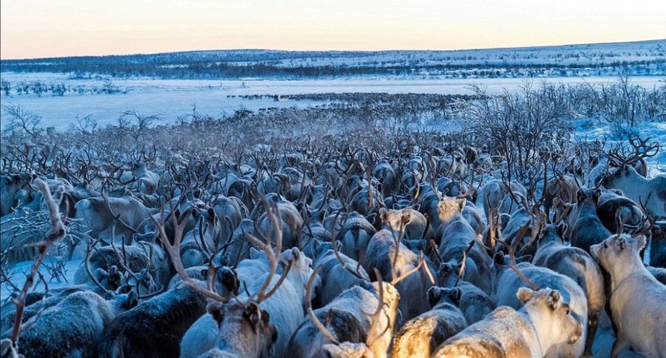 上千驯鹿穿越极地大迁徙 场面恢弘壮阔