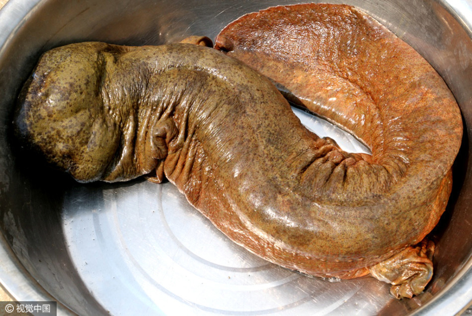 巨型野生娃娃鱼 身长超1米重达12.5斤