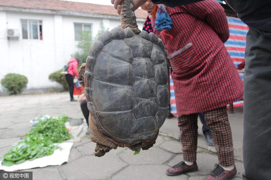 武汉菜场一男子售卖鳄鱼龟专家建议杀死吃掉