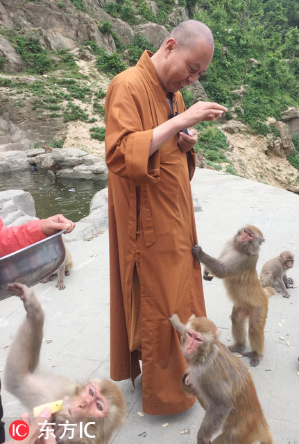 网红延参法师到湖北喂猴 被猴子拉着不让走