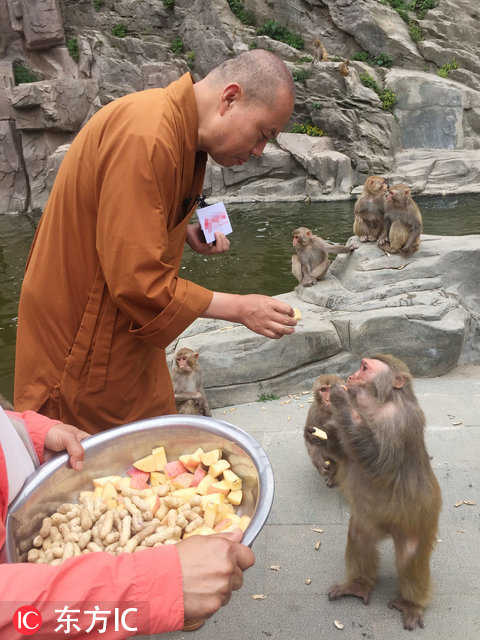 网红延参法师到湖北喂猴 被猴子拉着不让走