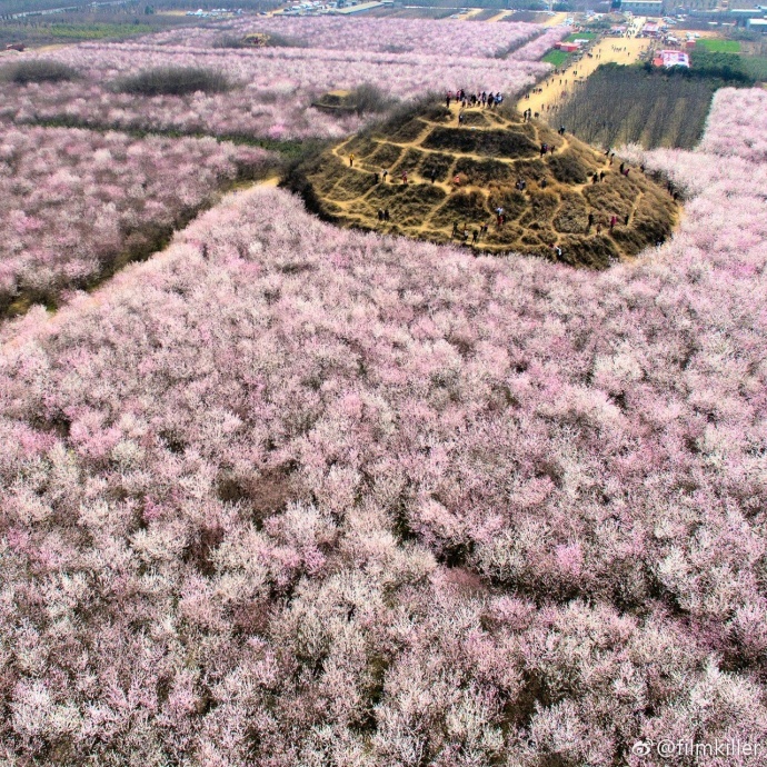 航拍长安区大府井明秦王墓百亩山桃花 如画卷