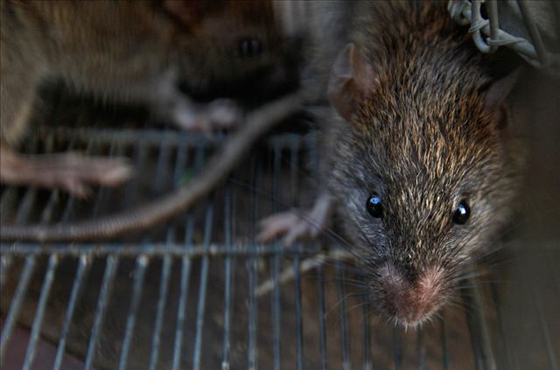 捕鼠者 实拍印度在夜间上岗的特殊工种