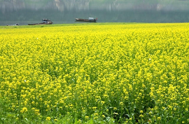 水上油菜花醉美在丹东绿江村