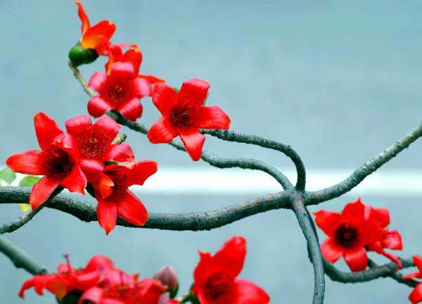 香港国花和澳门国花 香港澳门国花标志 香港澳门区花 澳门国花
