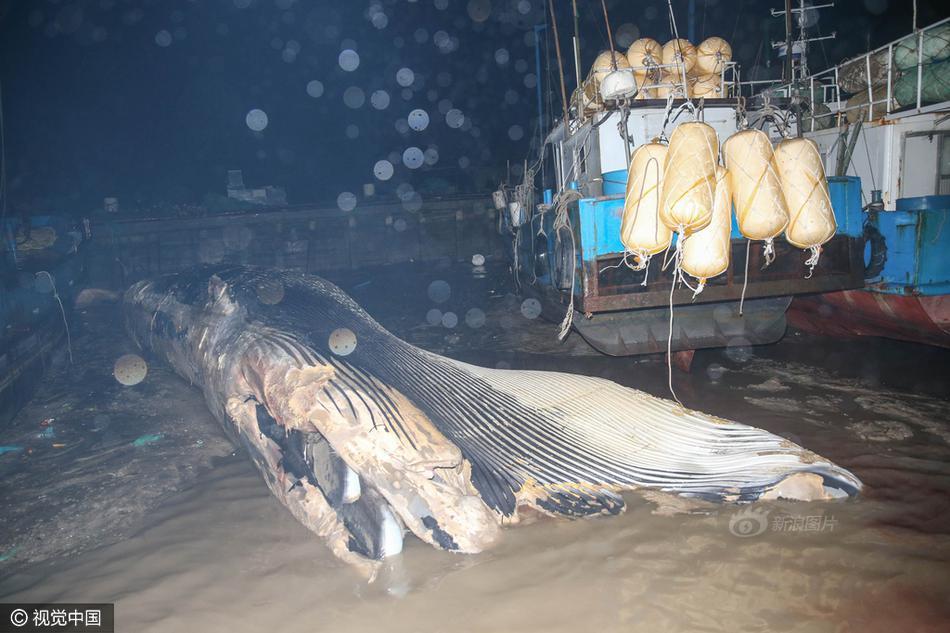 辽宁惊现7米长巨型鲸鱼搁浅 已死亡
