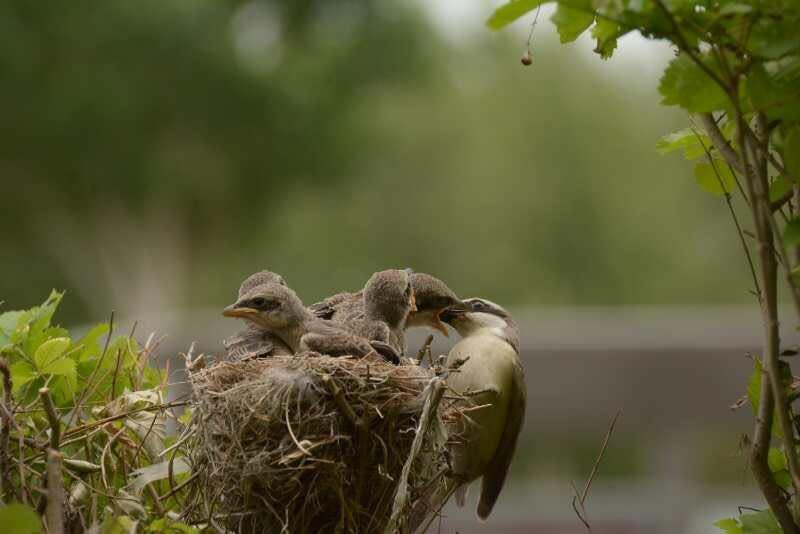 沈阳摄影师蹲守9小时 拍摄鸟类哺育后代照片