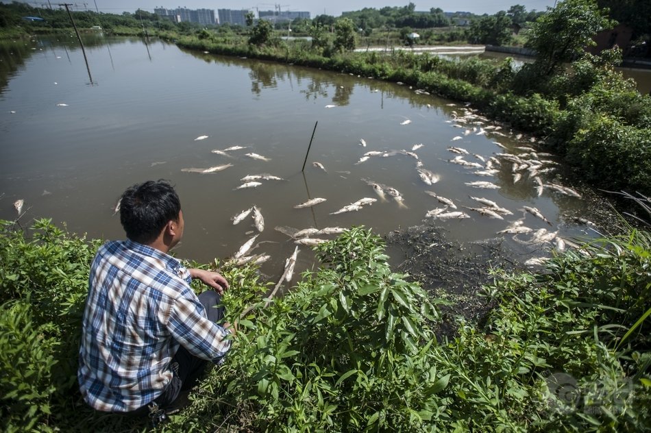 长沙暴雨后一鱼塘接连死鱼