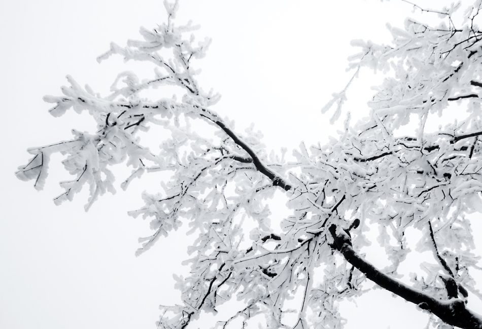 张家界冰花雪树诗情画意