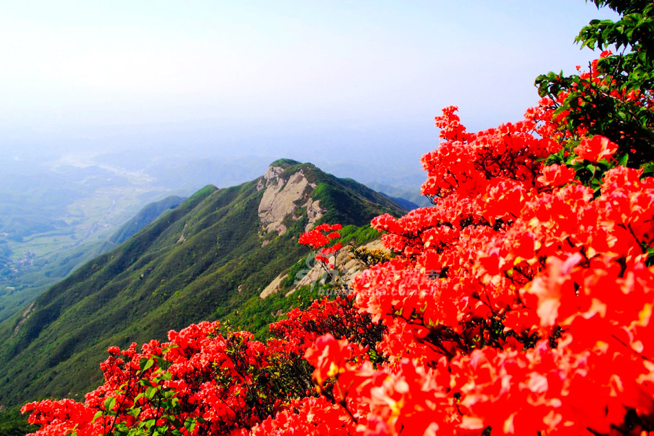 春天的南岳 满山遍野映山红绚烂绽放