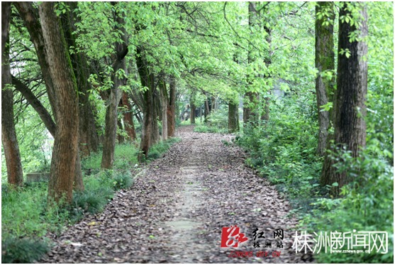 中南林科大株洲旧址 校园安静如"森林"_高清图集_新浪网